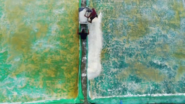 Сільськогосподарська Діяльність Соляній Фермі Беново Сурабая Індонезія Картина Була Зроблена — стокове відео