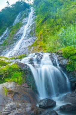 Dieng, Endonezya 'daki Terjun Sikarim şelalesinin fotoğrafı. Şelale bir ormanın ortasında yer almaktadır ve yemyeşil bitki örtüsüyle çevrilidir. Su kayalık bir yamaçtan aşağıya, aşağıdaki bir havuza dökülür..