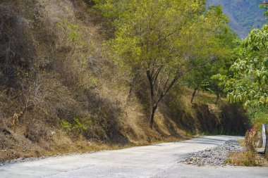 Tulungagung, Doğu Java, Endonezya 'da her iki tarafında yemyeşil ağaçlar olan beton yol. Sokak Fotoğrafı