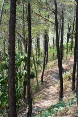 Tulungagung, Doğu Java, Endonezya 'daki yemyeşil bir çam ormanına uzanan toprak bir patika. Yol dar ve dolambaçlı, ve uzun yeşil ağaçlar güneşten gölgeyi sağlar.