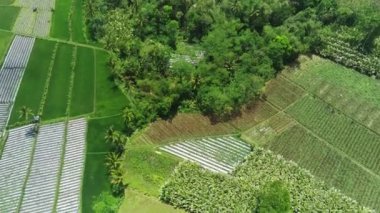 Pronojiwo, Lumajang, Doğu Java 'daki Green Rice Fields ve köylerinin hava görüntüsü. Endonezya 'da. Video daha sonra pirinç tarlalarını daha detaylı göstermek için aşağı iniyor..