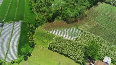 Pronojiwo, Lumajang, Doğu Java 'daki Green Rice Fields ve köylerinin hava görüntüsü. Endonezya 'da. Video daha sonra pirinç tarlalarını daha detaylı göstermek için aşağı iniyor..