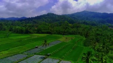 Pronojiwo, Lumajang, Doğu Java 'daki Green Rice Fields ve köylerinin hava görüntüsü. Endonezya 'da. Video daha sonra pirinç tarlalarını daha detaylı göstermek için aşağı iniyor..