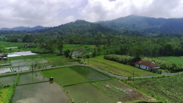 东爪哇Lumajang的Pronojiwo绿稻田和村庄的空中景观 印度尼西亚 这段视频随后被放下来 更详细地展示稻田 — 图库视频影像