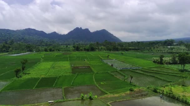 Pronojiwo Lumajang Doğu Java Daki Green Rice Fields Köylerinin Hava — Stok video
