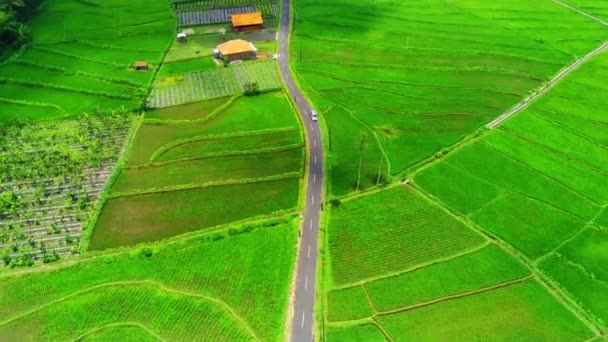印度尼西亚东爪哇鲁马扬普洛吉沃的一条蜿蜒的公路被茂密的绿色稻田环绕的空中景观 稻田长满了梯田 道路像一条带子似的蜿蜒穿过稻田 — 图库视频影像