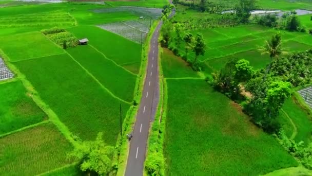 Luchtfoto Van Een Kronkelende Weg Omringd Door Weelderige Groene Rijstvelden — Stockvideo