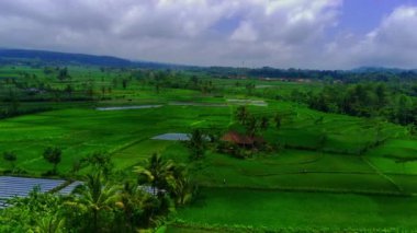 Pronojiwo, Lumajang, Doğu Java 'daki Green Rice Fields ve köylerinin hava görüntüsü. Endonezya 'da. Video daha sonra pirinç tarlalarını daha detaylı göstermek için aşağı iniyor..
