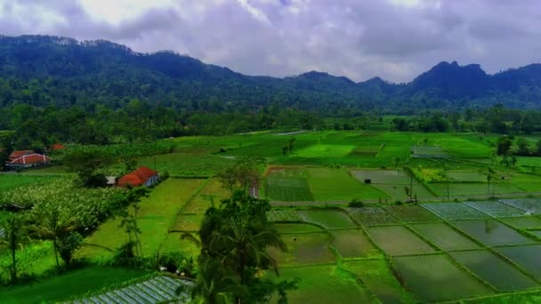 Вид Повітря Зелений Рис Філдс Села Проноджіво Ламбаджан Східна Ява — стокове відео