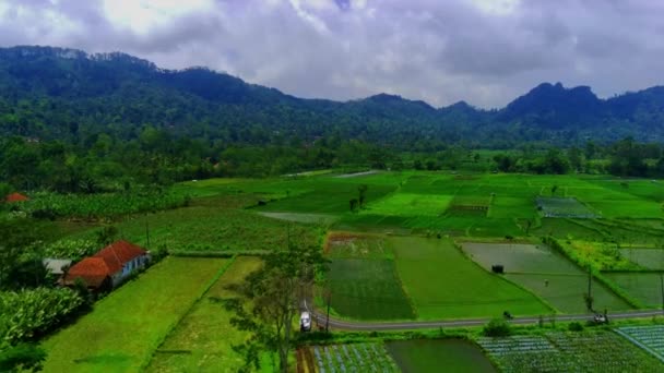 Luftaufnahme Der Grünen Reisfelder Und Dörfer Pronojiwo Lumajang Ostjava Indonesien — Stockvideo