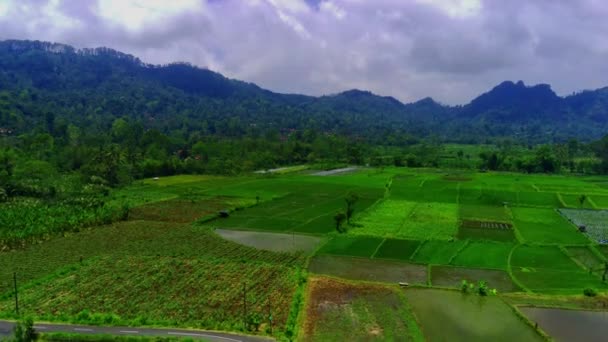 Vista Aérea Los Campos Arroz Verde Pueblos Pronojiwo Lumajang Java — Vídeos de Stock