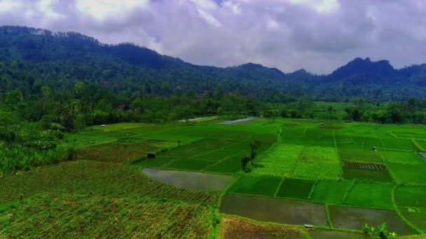 Luftaufnahme Der Grünen Reisfelder Und Dörfer Pronojiwo Lumajang Ostjava Indonesien — Stockvideo
