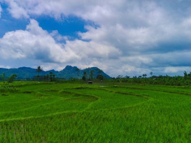 Pronojiwo, Lumajang, Doğu Java, Endonezya 'daki yemyeşil pirinç teraslarının hava manzarası. İnsansız hava aracıyla çekildi. Hava Fotoğrafçılığı.