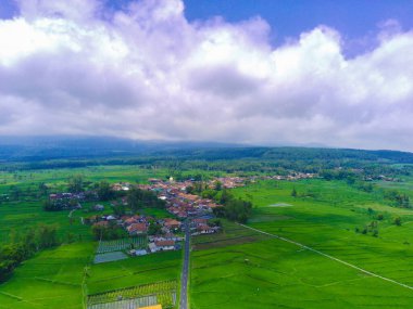 Pronojiwo, Lumajang, Doğu Java, Endonezya 'daki yemyeşil pirinç teraslarının hava manzarası. İnsansız hava aracıyla çekildi. Hava Fotoğrafçılığı.