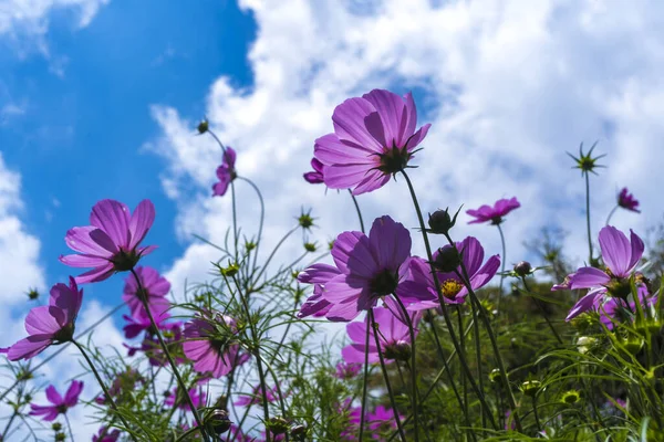 Field of pink cosmos flowers or Cosmos bipinnatus in Ulundanu, Bali, Indonesia. A beautiful and peaceful sight to behold. Taken with low angle.