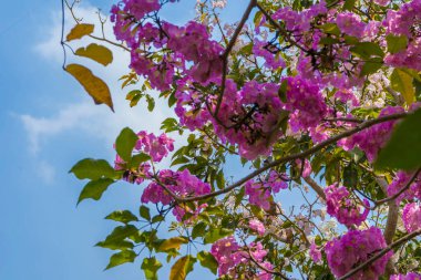 Surabaya, Doğu Java, Endonezya 'da bir ağaçta çiçek açma mevsiminde pembe Tabebuia gülleri. Doğa görüntüleri.