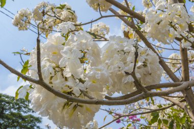 Beyaz Tabebuia çiçekleri ya da Endonezya 'nın Doğu Java bölgesindeki Surabaya' da bir ağaçta çiçek açma mevsiminde Tabebuia Heterofili. Doğa görüntüleri.