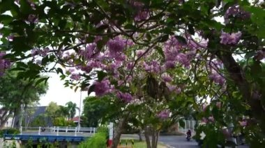 İnsansız hava aracı Setigi, Gresik, Endonezya 'daki bir kireçtaşı madencilik alanının üzerinden uçarak engin kayalık araziyi ve uzaktaki bir kamyonu yakalıyor. Drone Görüntüsü.