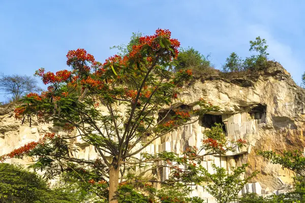 stock image A weathered limestone cliff, adorned with a smattering of trees, stands tall against a clear blue sky in Setigi, Gresik, East Java, Indonesia. Nature and landscape photography.