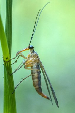 Bir Panorpa ya da akrep sineği cinsi yeşil bir yaprağın tepesine tünemiş, kanatları katlanmış ve hortumu genişlemiş. Hayvan Makro Fotoğrafçılık.