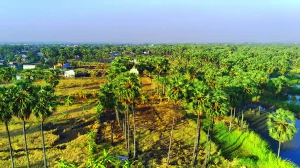 从空中用无人驾驶飞机探索印度尼西亚东爪哇Gresik Hendrohran村广阔的棕榈树和几个鱼塘 空中录像 空中摄影 — 图库视频影像