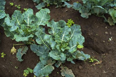 Doğu Java, Endonezya 'daki Batu bahçesinde taze yeşil kıvırcık lahana yaprağı fidanı. Doğa Fotoğrafçılığı.