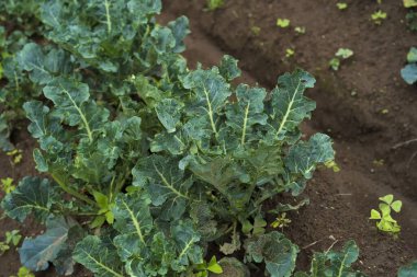 Doğu Java, Endonezya 'daki Batu bahçesinde taze yeşil kıvırcık lahana yaprağı fidanı. Doğa Fotoğrafçılığı.