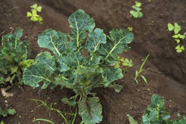 Doğu Java, Endonezya 'daki Batu bahçesinde taze yeşil kıvırcık lahana yaprağı fidanı. Doğa Fotoğrafçılığı.