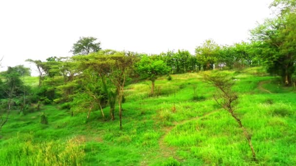 Vista Aérea Pequena Lagoa Cercada Por Árvores Nas Colinas Surabaya — Vídeo de Stock