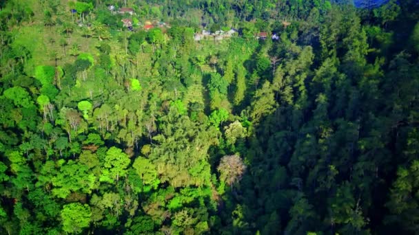Vista Aérea Del Avión Tripulado Que Vuela Acercándose Bosque Pueblo — Vídeo de stock