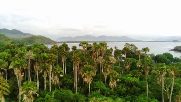 Drone Girato Papuma Beach Jember Indonesia Con Fitte Vegetazioni Imponenti — Video Stock