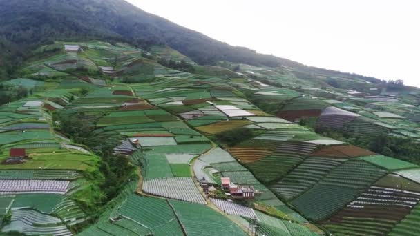 一片郁郁葱葱的绿叶 覆盖在苏姆宾山的蔬菜斜坡上 从空中俯瞰而下 印度尼西亚Magelang Sukomakmur村 — 图库视频影像