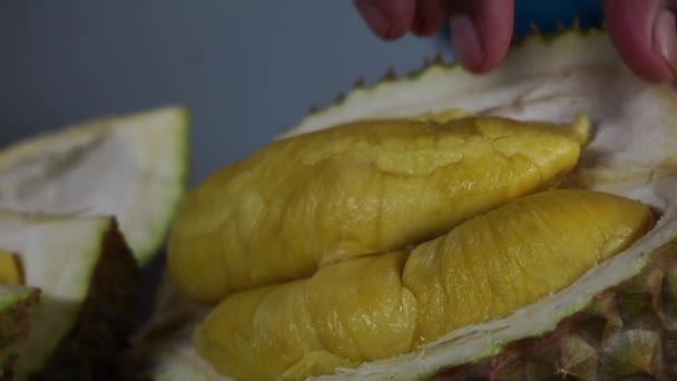 ムサン キング ドリアン スパイク 楕円形の果実を強い匂いで拾った手の近い写真 ドリアンは分裂し そのクリーミーで黄色い肉を明らかにする — ストック動画