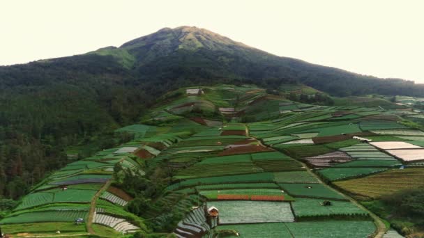 Lush Green Covered Mount Sumbing Slope Vegetables Taken Aerial View — Stock Video