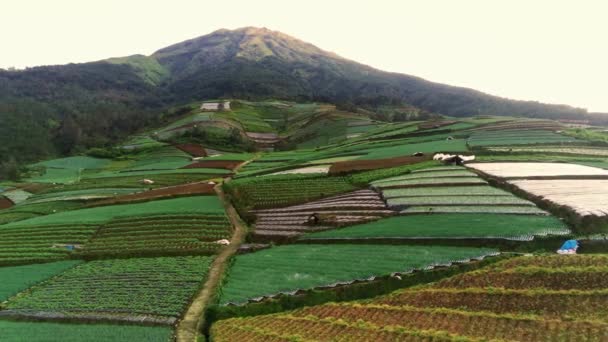 Bujna Zieleń Pokryta Mount Sumbing Zbocza Warzyw Wzięta Lotu Ptaka — Wideo stockowe