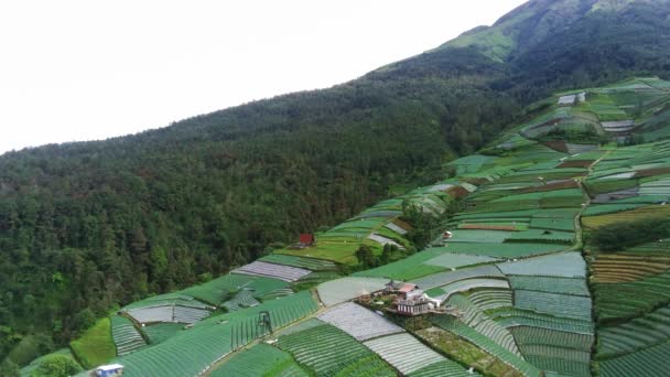 Lush Green Covered Mount Sumbing Slope Vegetables Taken Aerial View — Stock Video