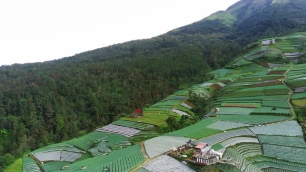 Havadan Alınan Yemyeşil Bir Sebze Tepeciğiyle Kaplıydı Sukomakmur Köyü Magelang — Stok video