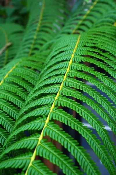 A detailed view of a fern frond, showcasing its vibrant green color and delicate fronds in the forest during wet season in Indonesia.