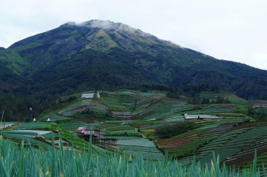 Havadan alınan yemyeşil bir sebze tepeciğiyle kaplıydı. Sukomakmur köyü, Magelang, Endonezya.