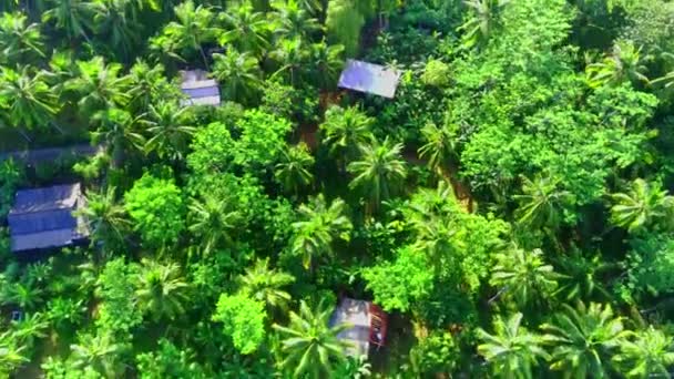 Envolez Vous Dessus Une Forêt Indonésienne Luxuriante Verte Près Prigi — Video