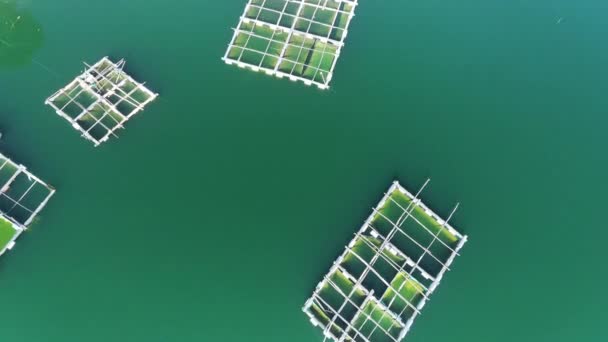 空中ドローンの写真は ターコイズ湖に浮かぶ 四角い魚のケージを示しています 緑豊かな丘が背景にあります インドネシアのラヌパキス湖 ルマジャン 東ジャワ島 — ストック動画