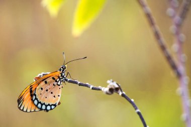 close up of a colorful butterfly with orange and white wings and black spots perched on a thin branch. clipart