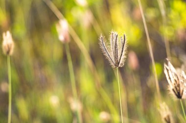 Parktaki uzun yeşil çimlerin olduğu bir arazide Chloris Virgata 'ya yaklaş.