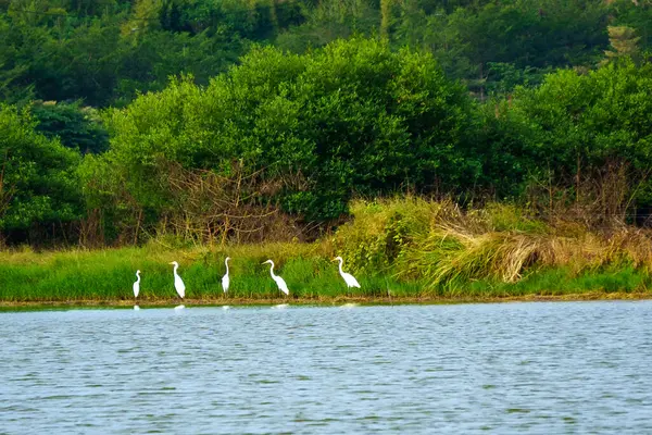 stock image A flock of white egrets with long beaks and webbed feet stand on the shore of a calm lake.