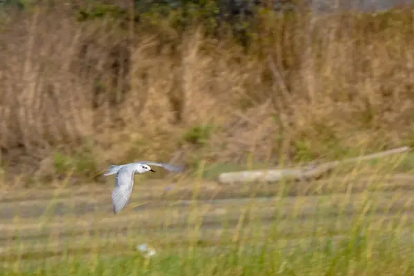 stock image A white seagull with outstretched wings soars gracefully across a vast green field under a clear blue sky.