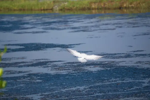 stock image A white seagull with outstretched wings soars gracefully across a vast green field under a clear blue sky.