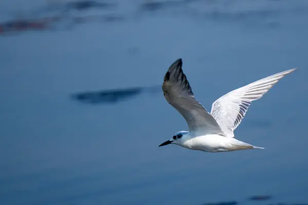 stock image A white seagull with outstretched wings soars gracefully across a vast green field under a clear blue sky.