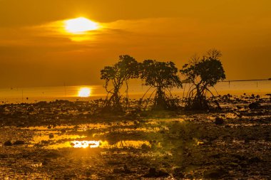 Sunset at the rocky beach with mangroves as the foreground objects in Madura, Indonesia. clipart