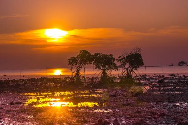 Endonezya, Madura 'daki ön planda nesneler olarak mangrov ağaçlarıyla kayalık sahilde gün batımı.