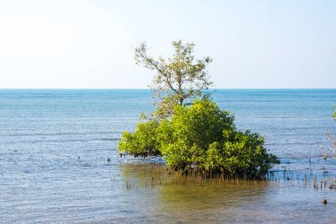 Açıkta kalmış kökleri olan bir mangrov ağacı kümesi sığ bir su kütlesinde duruyor. Klampis sahilinde, Madura, Endonezya